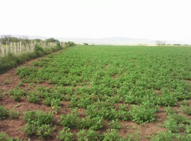 emater e embrapa avaliam cultivo de amendoim em itabaiana 1 270x199 - Emater e Embrapa avaliam cultivo de amendoim em Itabaiana durante seminário