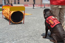 DSC 0945 270x180 - Corpo de Bombeiros abre inscrições para Curso de Busca, Resgate e Salvamento com Cães