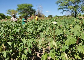 trinta anos depois agricultor volta a cultivar agroecologico 1 270x191 - Algodão Paraíba: Agricultor volta a cultivar agroecológico 30 anos depois