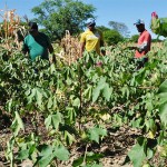 trinta anos depois agricultor volta a cultivar agroecologico (2)