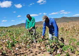 trinta anos depois agricultor volta a cultivar agroecologico 4 270x191 - Algodão Paraíba: Agricultor volta a cultivar agroecológico 30 anos depois