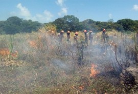 bombeiros prevenção de incendios em vegetacao (2)