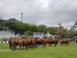 emepa premio5 270x202 - Animais da Emepa são destaque na produção de leite durante evento no RN