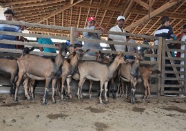 Emater promove dia de campo sobre caprinos para 200 agricultores apoiados pelo Procase (6)