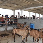 Emater promove dia de campo sobre caprinos para 200 agricultores apoiados pelo Procase (7)